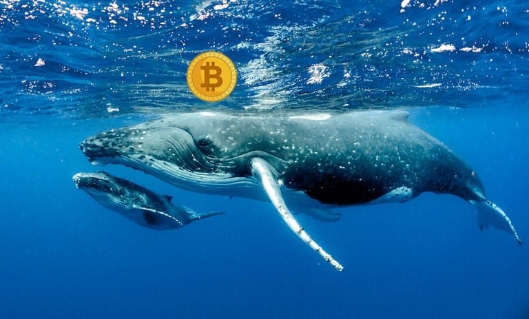 نهنگ ارز دیجیتال کیست