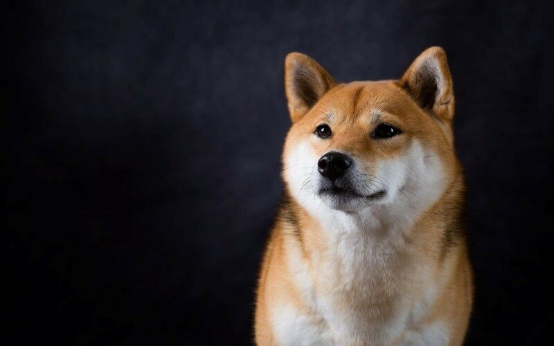 سگ ژاپنی به نام Doge اولیم میم کوین