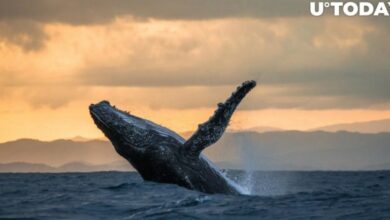 نهنگ اتریوم پس از ۷ سال از خواب بیدار شد