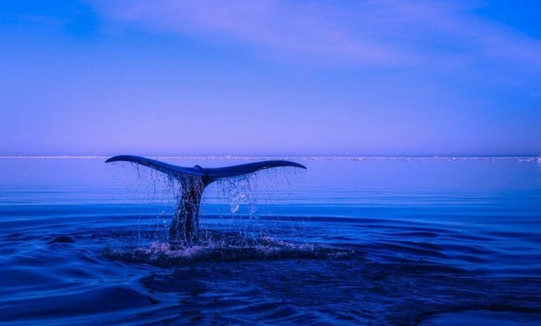 انباشت ریپل توسط نهنگ ها